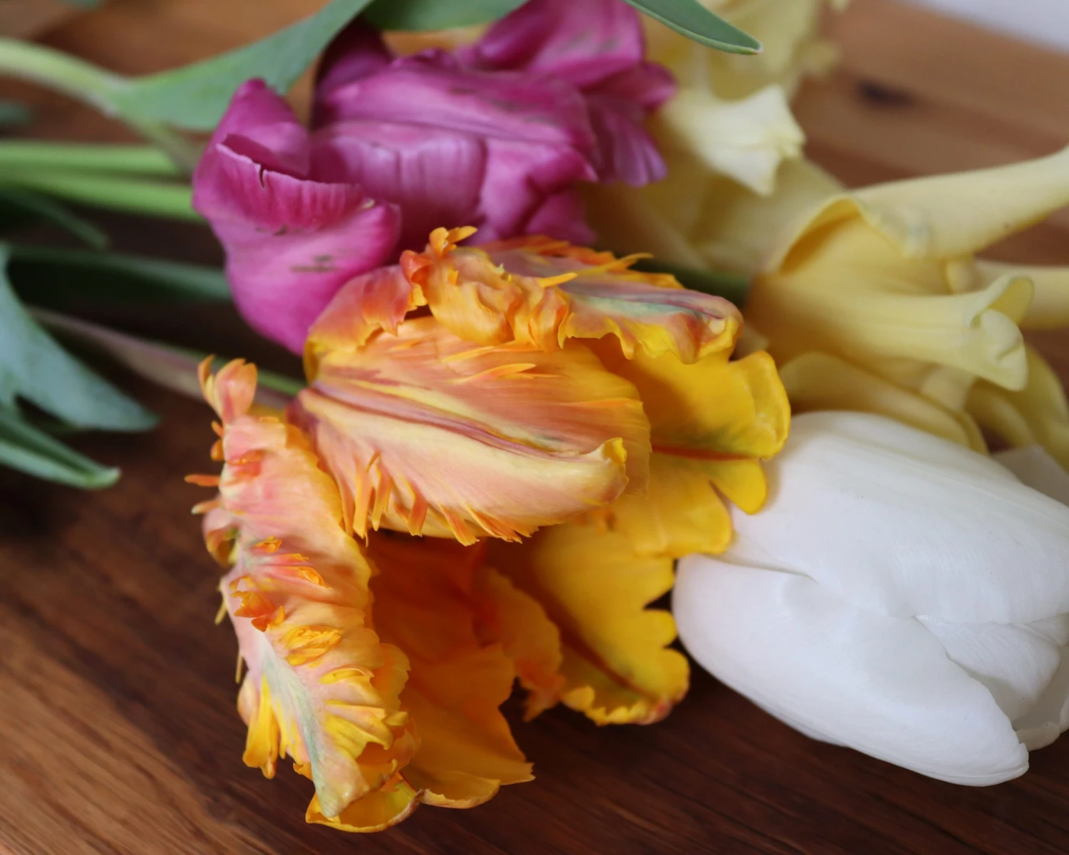 Tulip 'Princess Irene Parrot' - Image 3