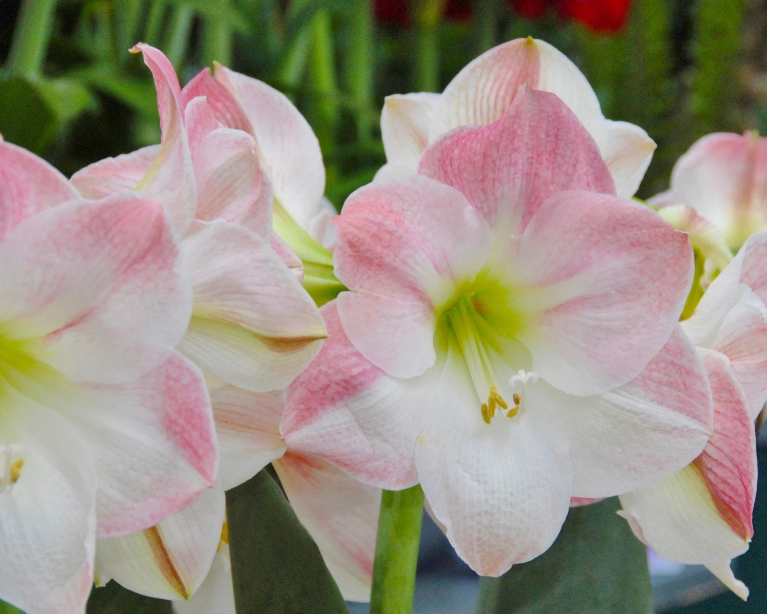 Amaryllis 'Apple Blossom' - Image 2