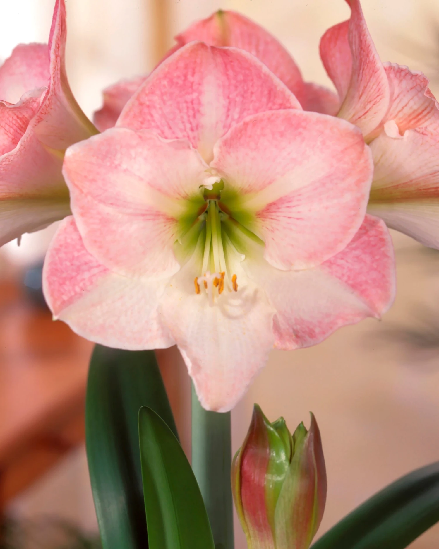 Amaryllis 'Apple Blossom' - Image 3