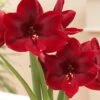 Amaryllis 'Carmen'