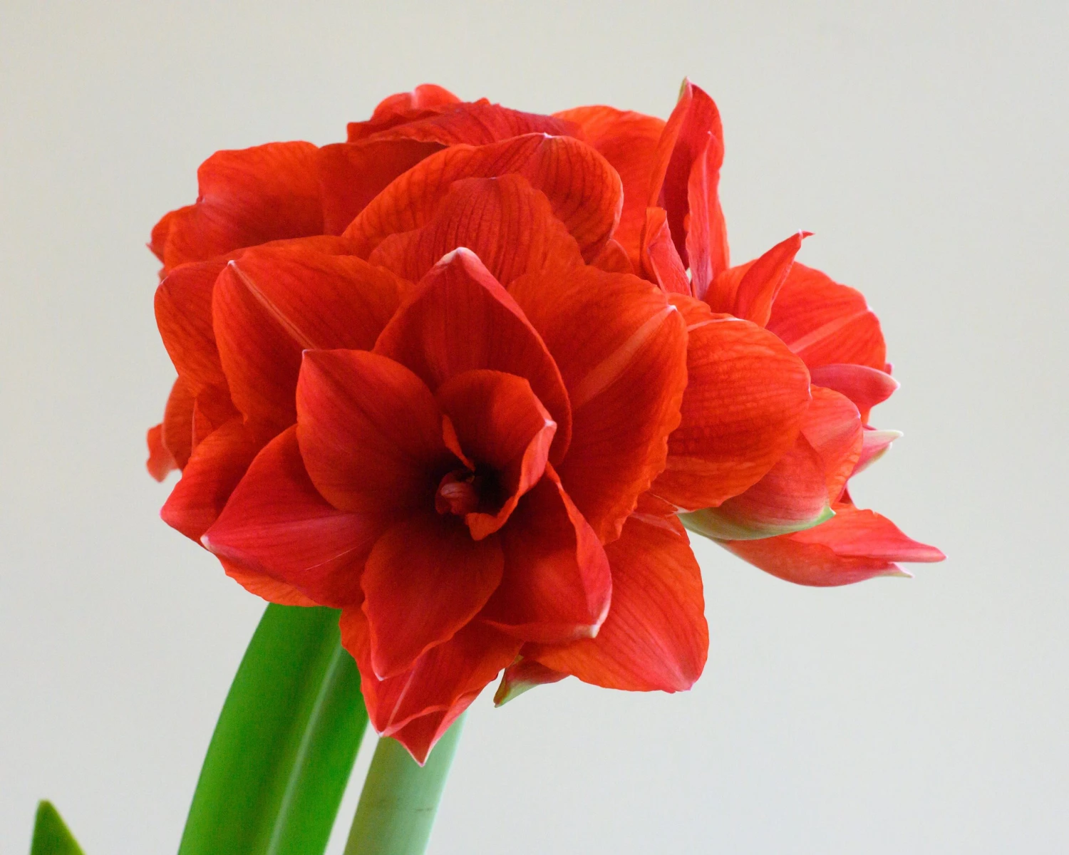 Amaryllis 'Cherry Nymph' - Image 5
