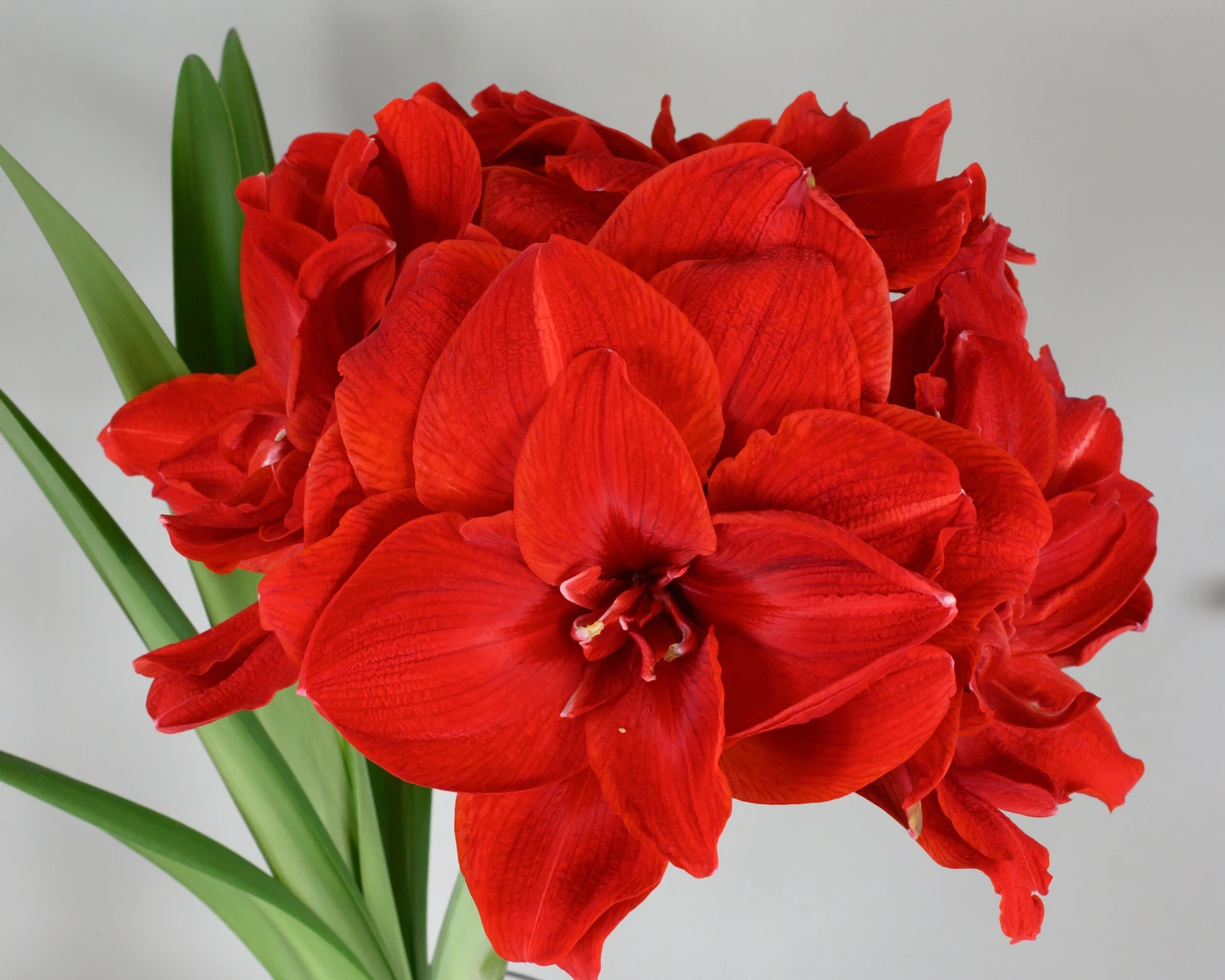 Amaryllis 'Cherry Nymph' - Image 8