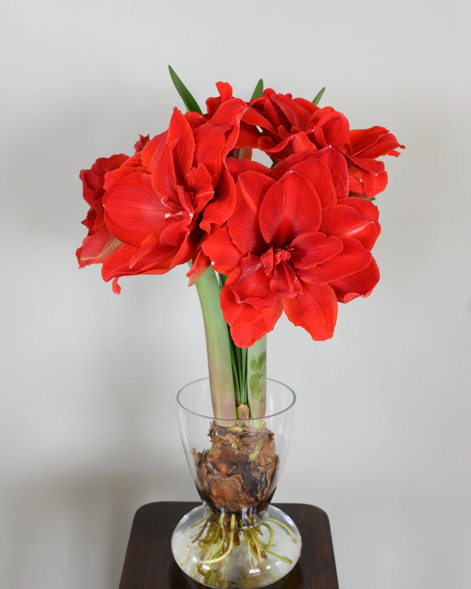 Amaryllis 'Cherry Nymph' - Image 7