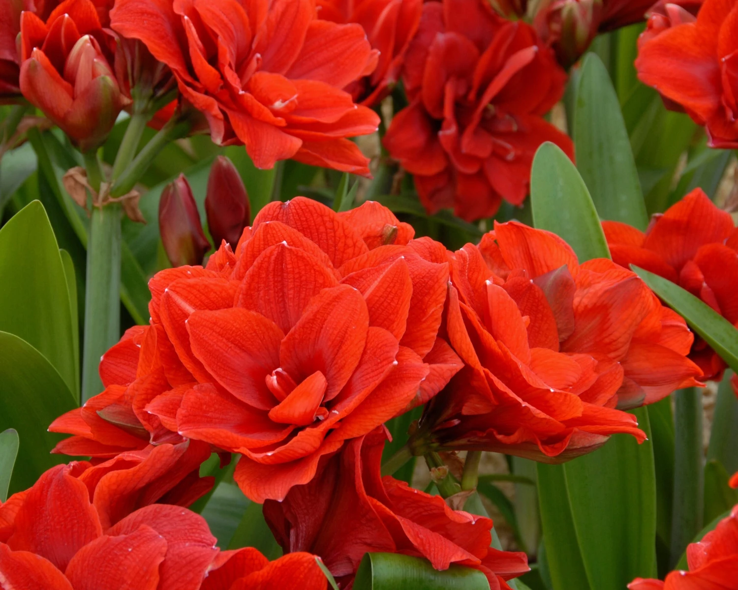 Amaryllis 'Cherry Nymph' - Image 9