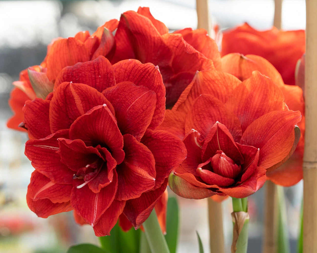 Amaryllis 'Cherry Nymph' - Image 3