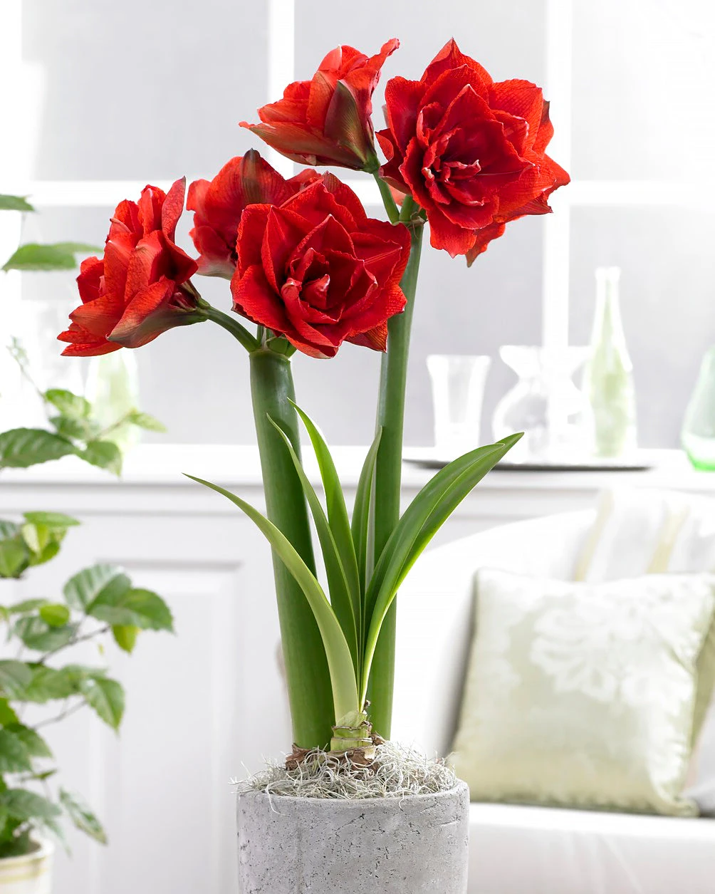 Amaryllis 'Cherry Nymph' - Image 2