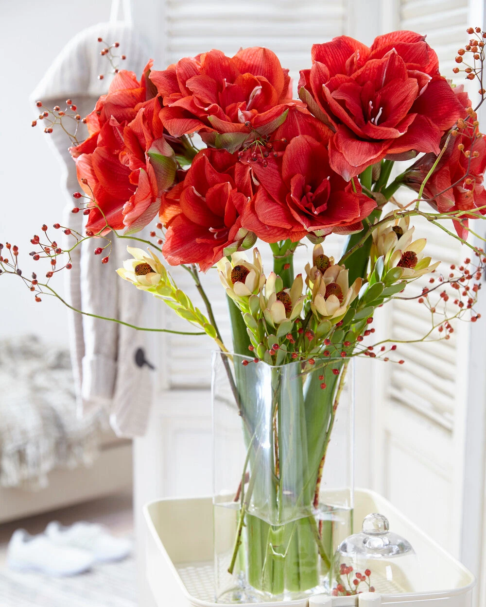 Amaryllis 'Cherry Nymph' - Image 6