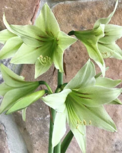 Amaryllis 'Green Valley'