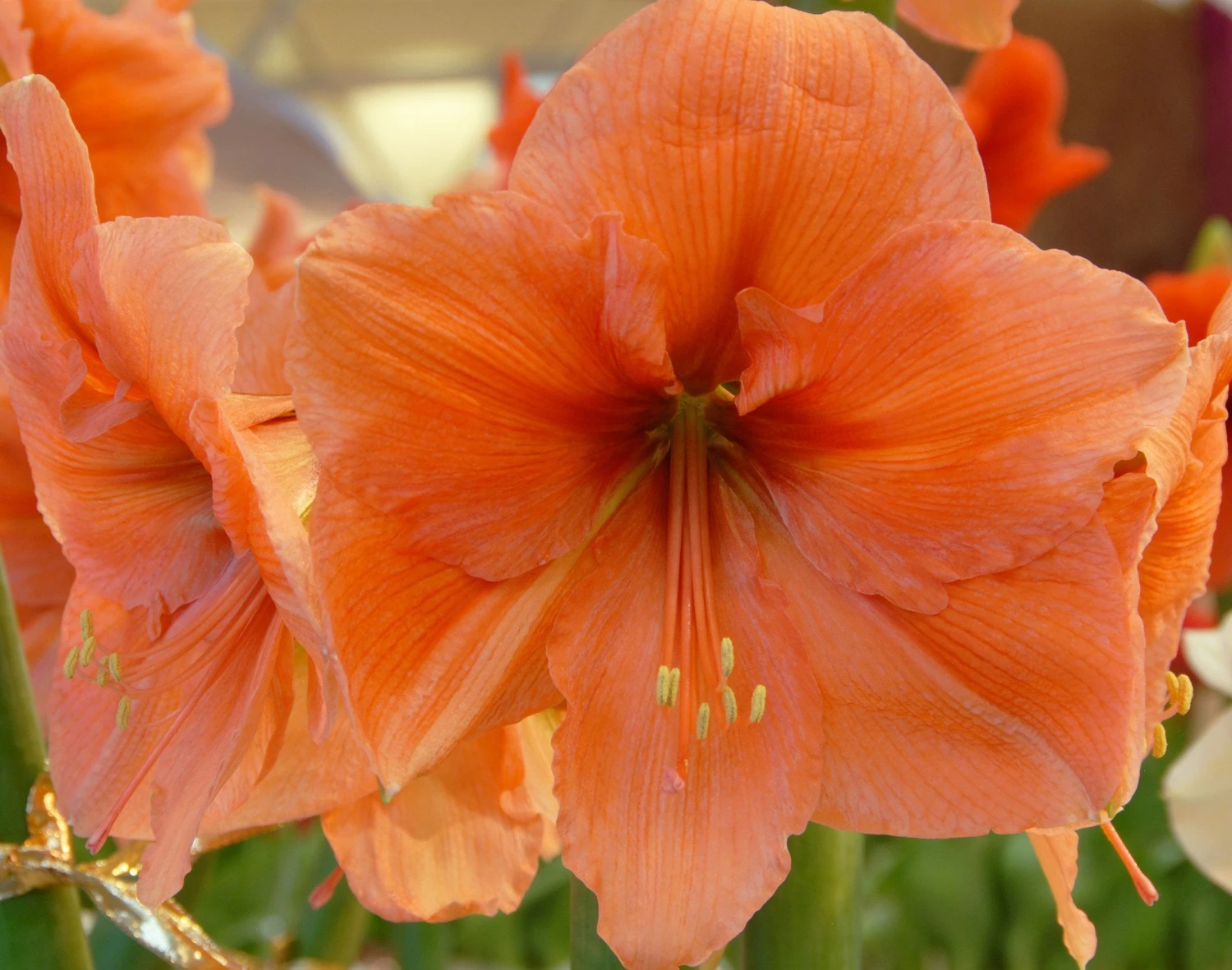 Amaryllis 'Rilona' - Image 3