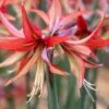 Amaryllis 'Sumatra'