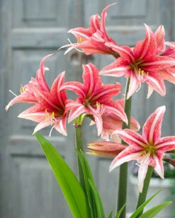 Amaryllis 'Sweet Lilian'