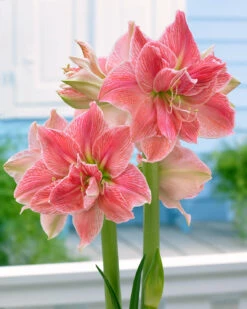 Amaryllis 'Sweet Nymph'