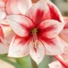 Amaryllis 'Temptation'