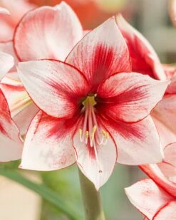 Amaryllis 'Temptation'