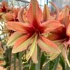 Amaryllis 'Wild Amazone'