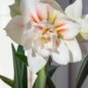 Amaryllis 'Nymph'
