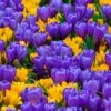 Crocus Collection 'Del Piero'