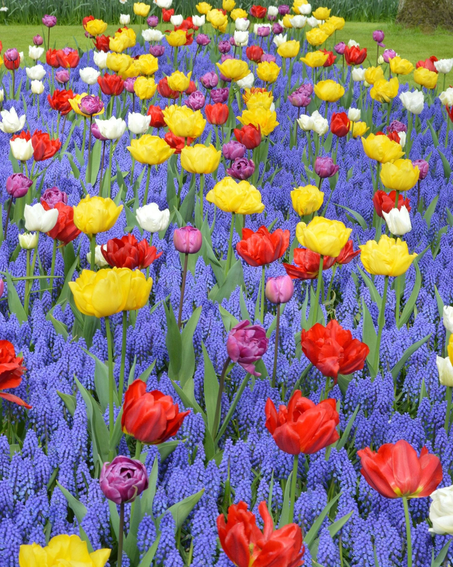 Collection 'Floating Doubles'