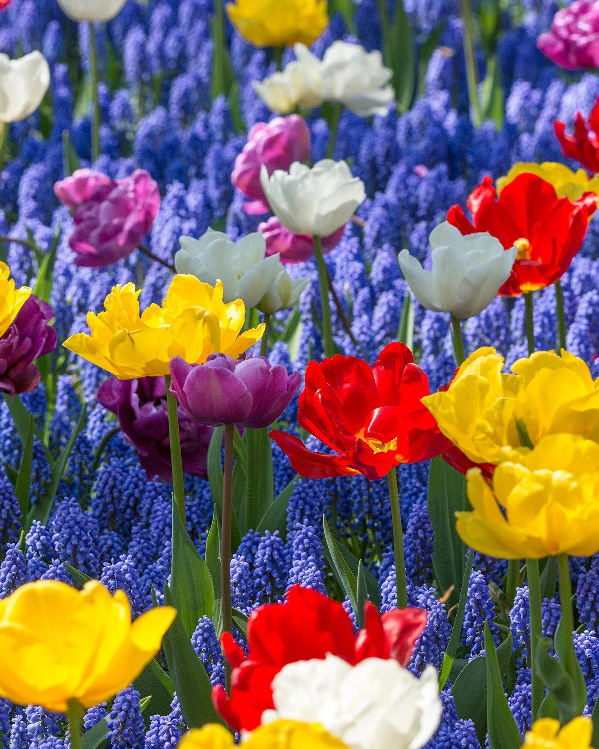 Collection 'Floating Doubles' - Image 4