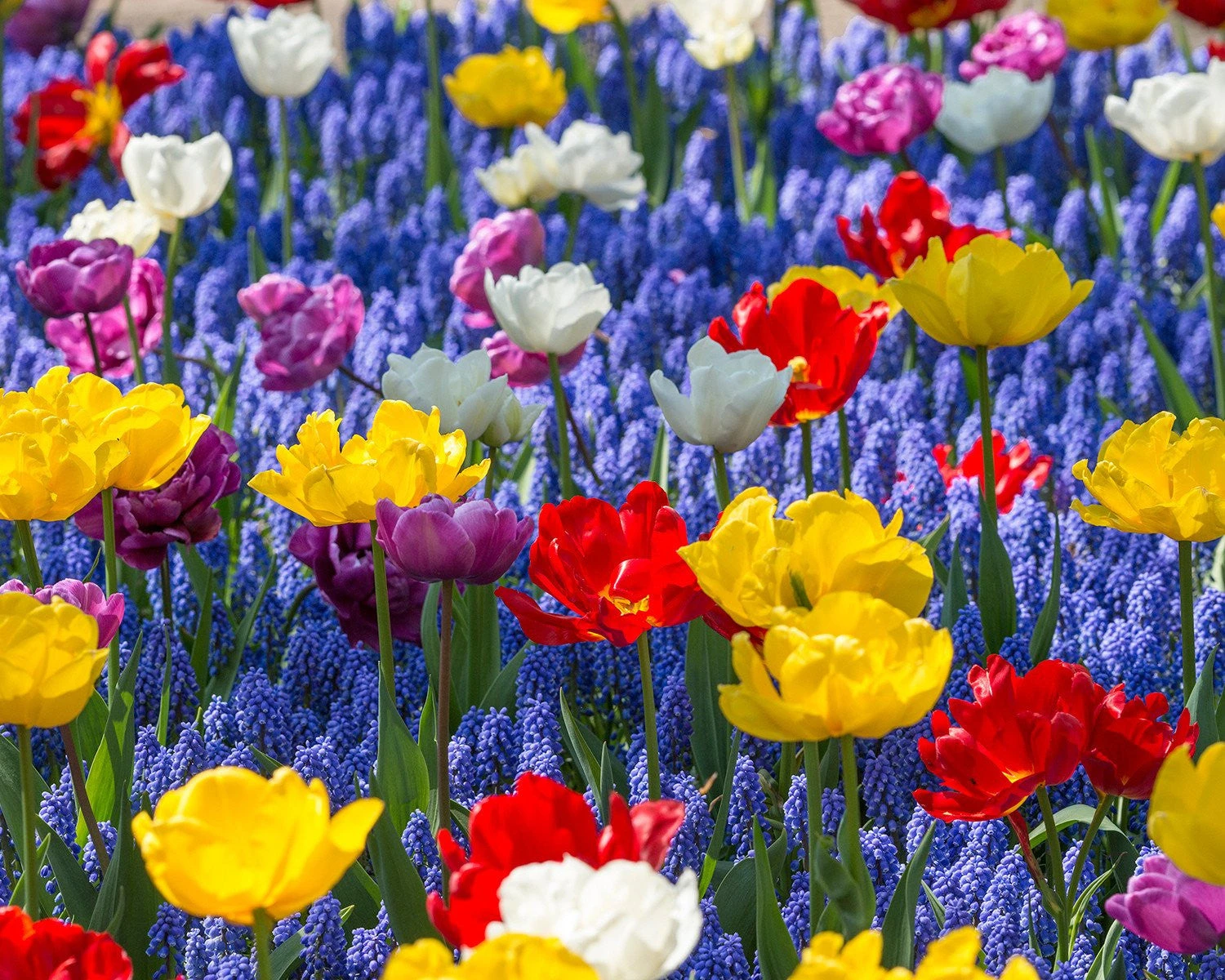 Collection 'Floating Doubles' - Image 2