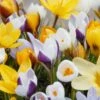 Crocus 'Botanical Mixed'