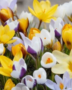 Crocus 'Botanical Mixed'