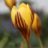 Crocus 'Gipsy Girl'
