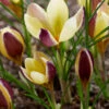 Crocus 'Herald'