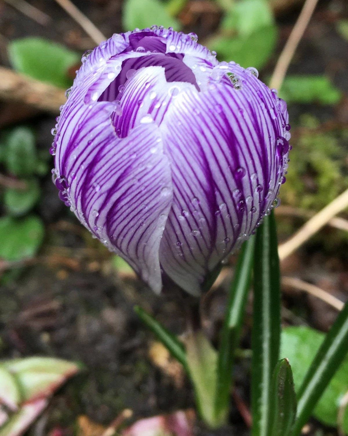 Crocus 'Pickwick' - Image 8