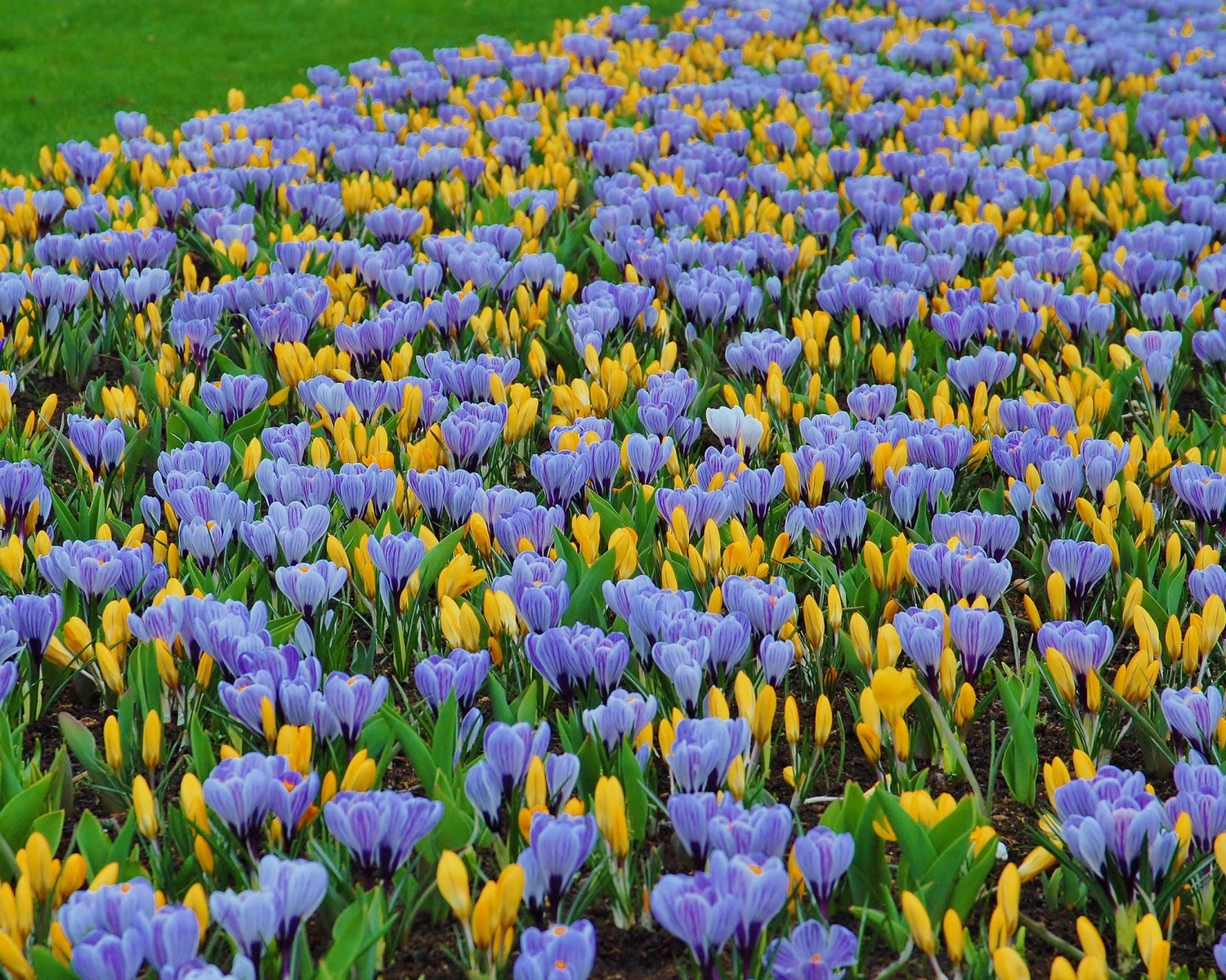 Crocus 'Pickwick' - Image 5