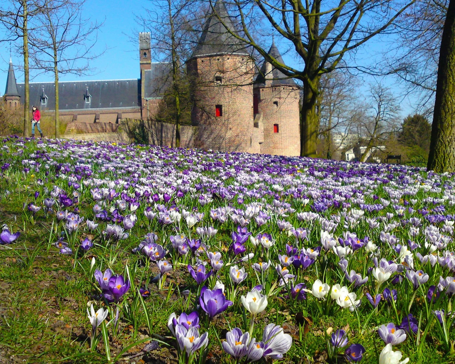 Crocus 'Pickwick' - Image 7