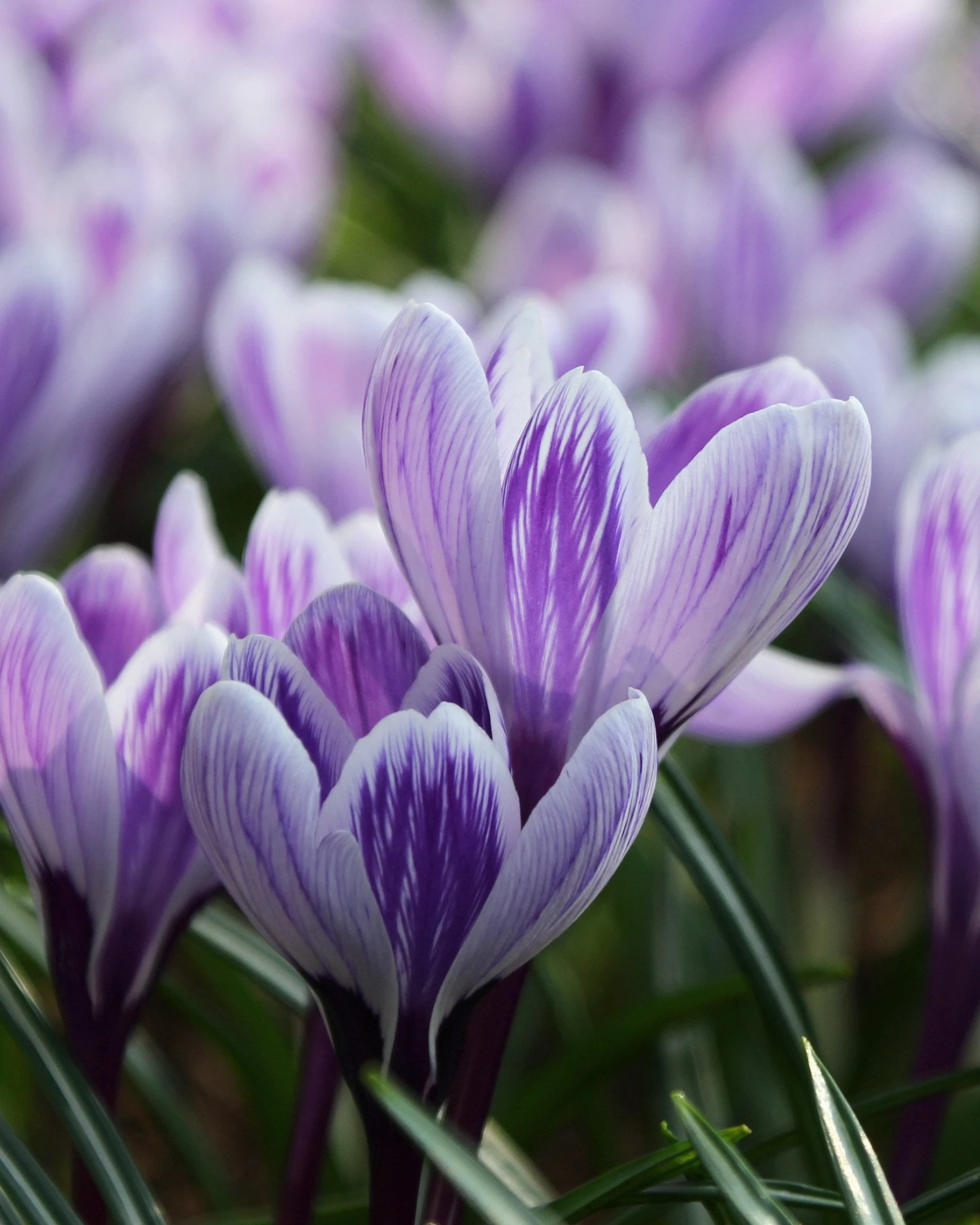 Crocus 'Pickwick' - Image 2