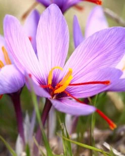 Crocus Sativus