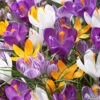 Crocus 'Mixed Colours'