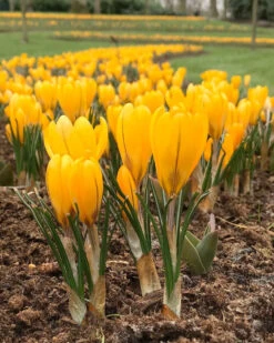 Crocus 'Yellow'