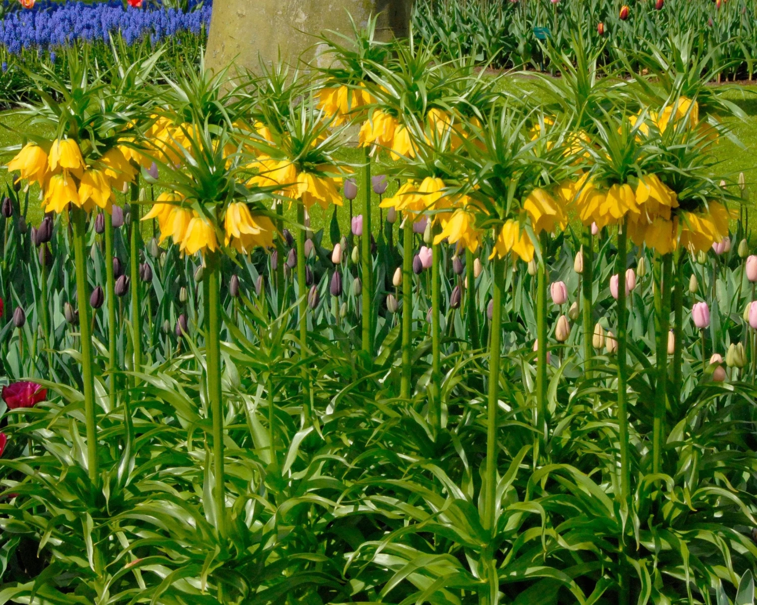 Fritillaria Imperialis 'Lutea' - Image 8
