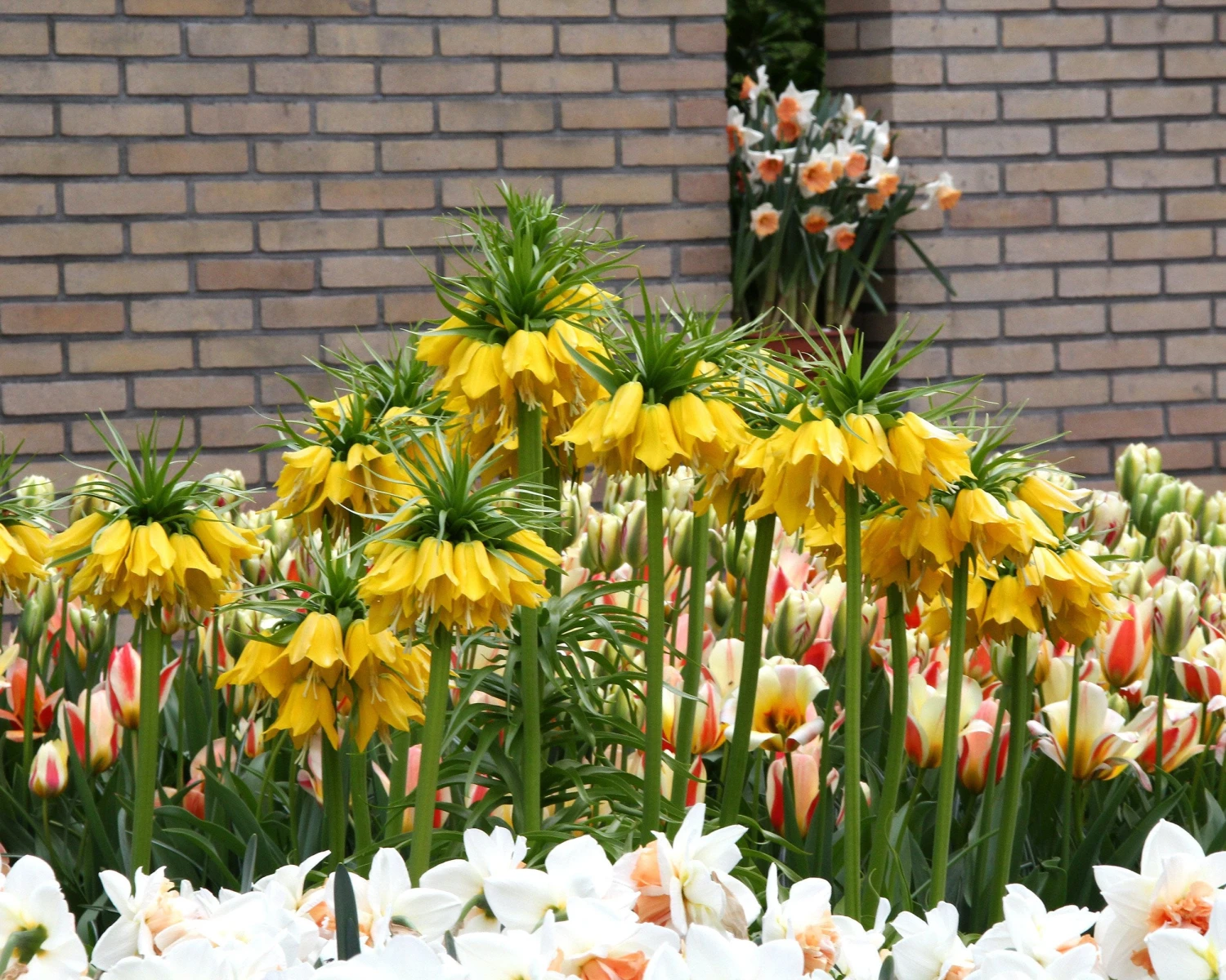 Fritillaria Imperialis 'Lutea' - Image 5