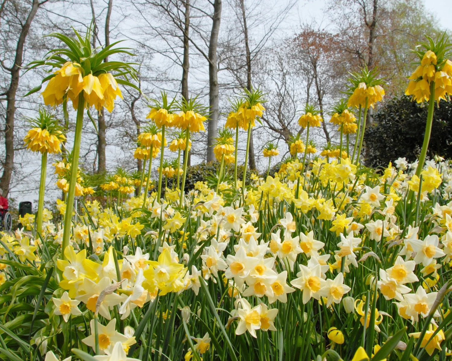 Fritillaria Imperialis 'Lutea' - Image 11