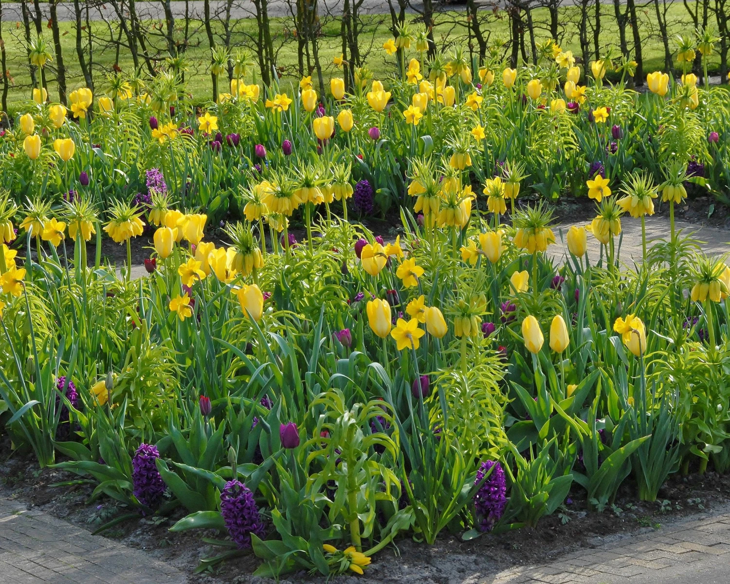 Fritillaria Imperialis 'Lutea' - Image 6