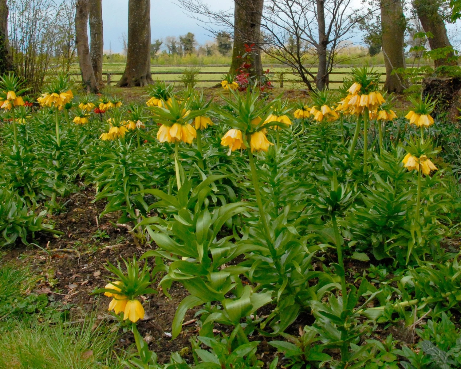 Fritillaria Imperialis 'Lutea' - Image 12