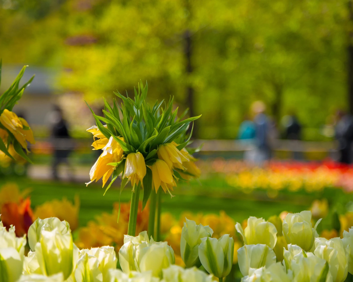 Fritillaria Imperialis 'Lutea' - Image 9
