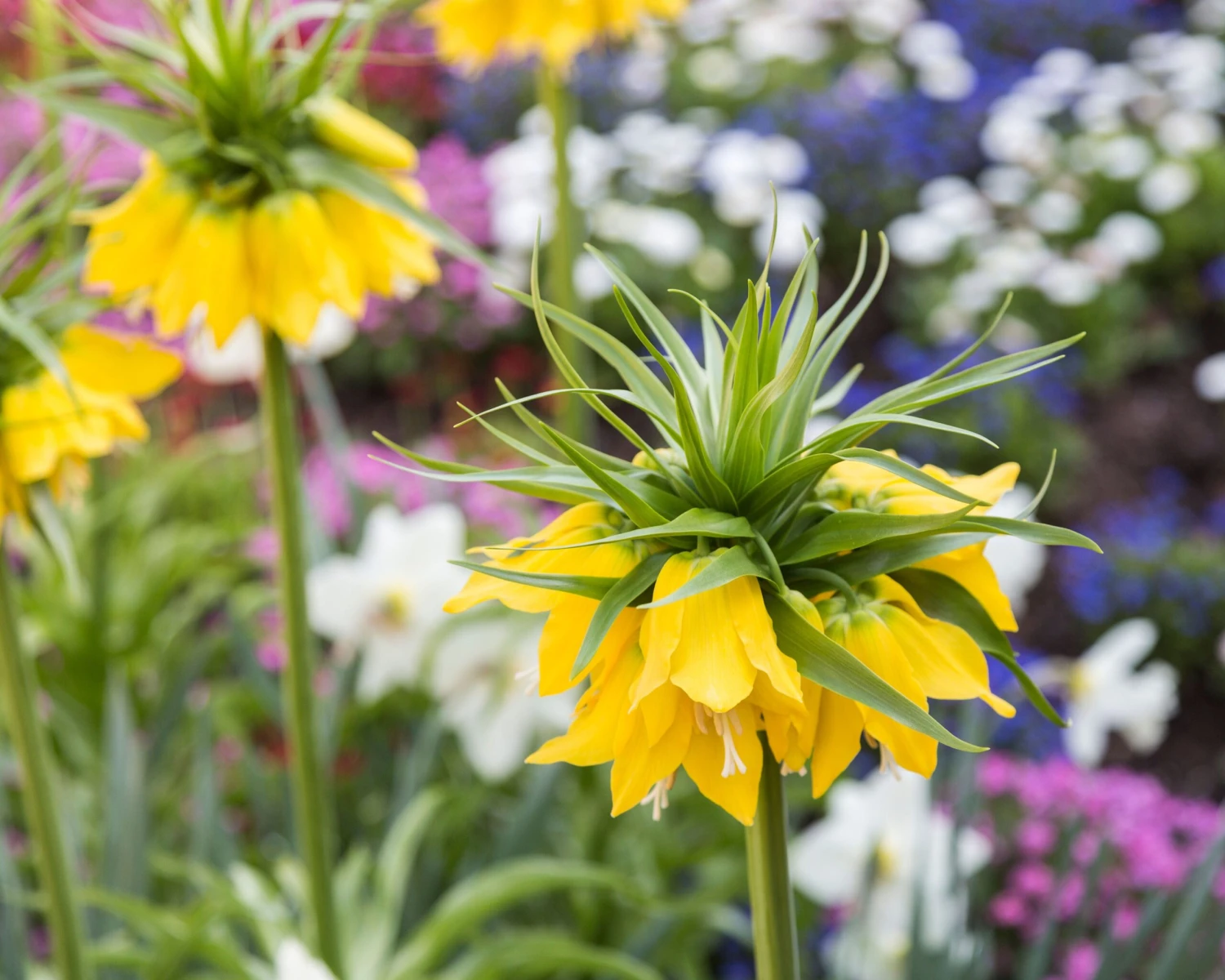 Fritillaria Imperialis 'Lutea' - Image 7