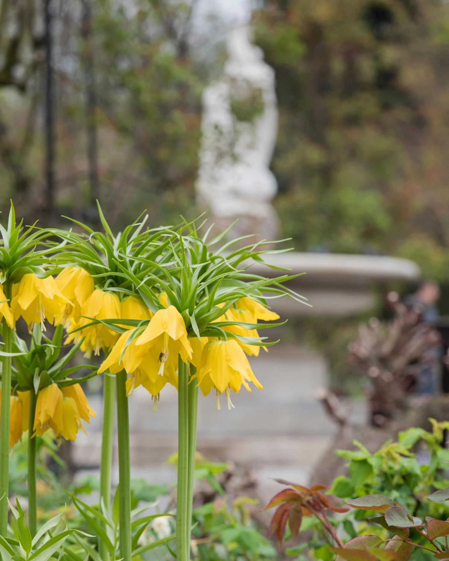 Fritillaria Imperialis 'Lutea' - Image 3