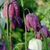 Fritillaria Meleagris 'Mix'