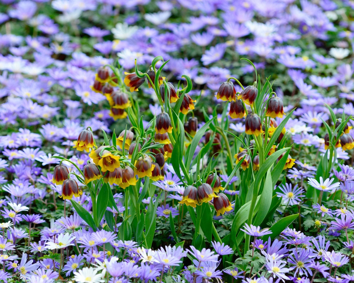 Fritillaria Michailovskyi - Image 2