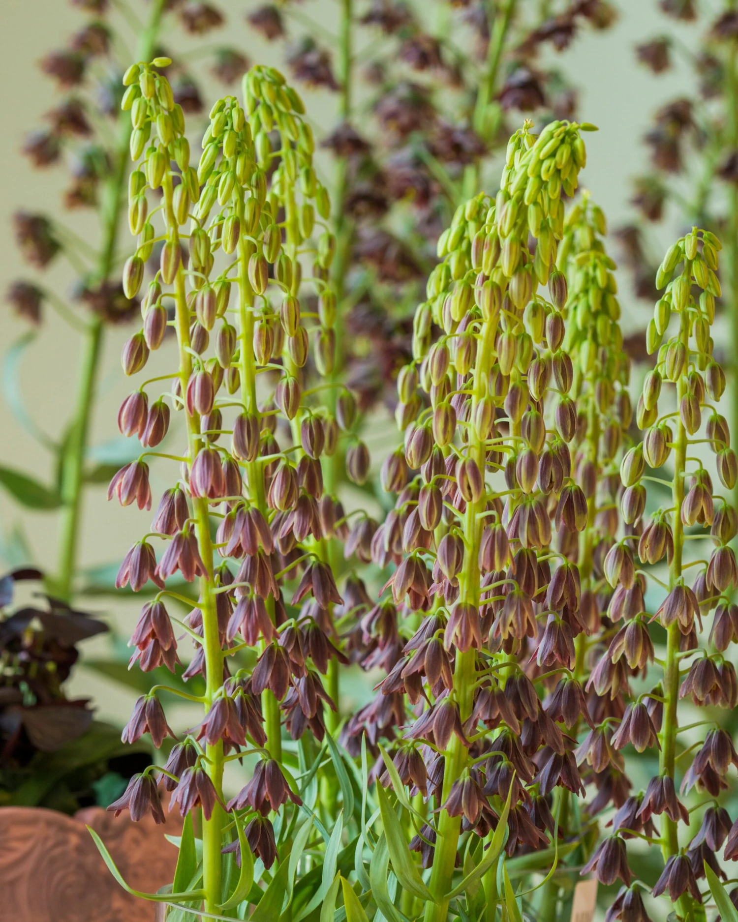 Fritillaria 'Minaret' - Image 2