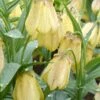 Fritillaria Pallidiflora