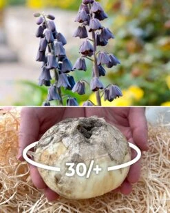 Fritillaria Persica 'XXL'