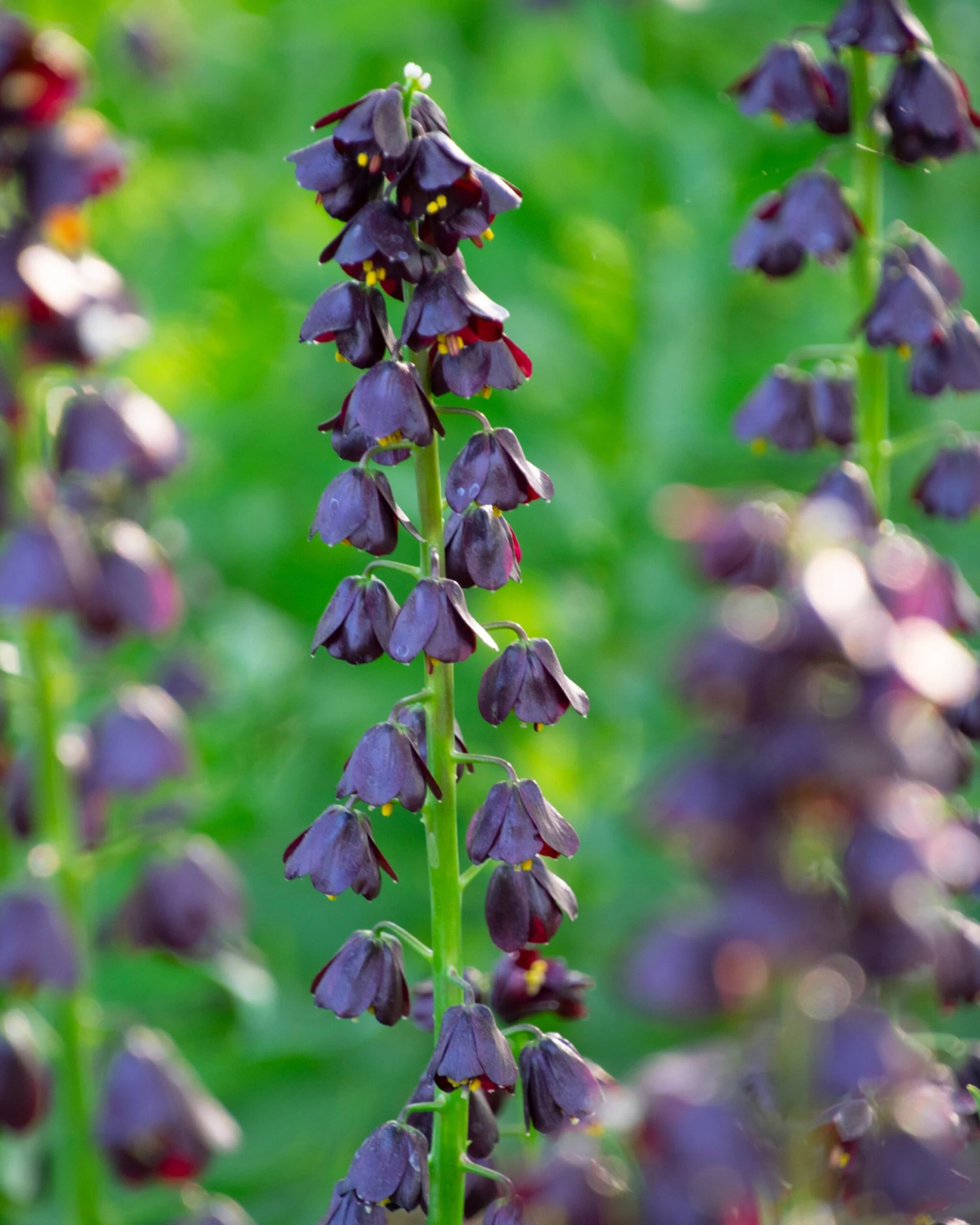 Fritillaria 'Purple Dynamite' - Image 4