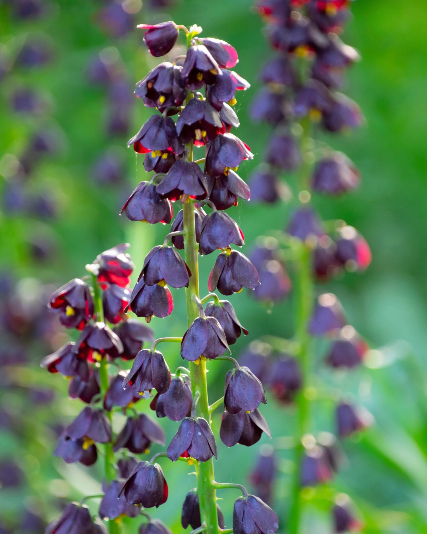 Fritillaria 'Purple Dynamite' - Image 6